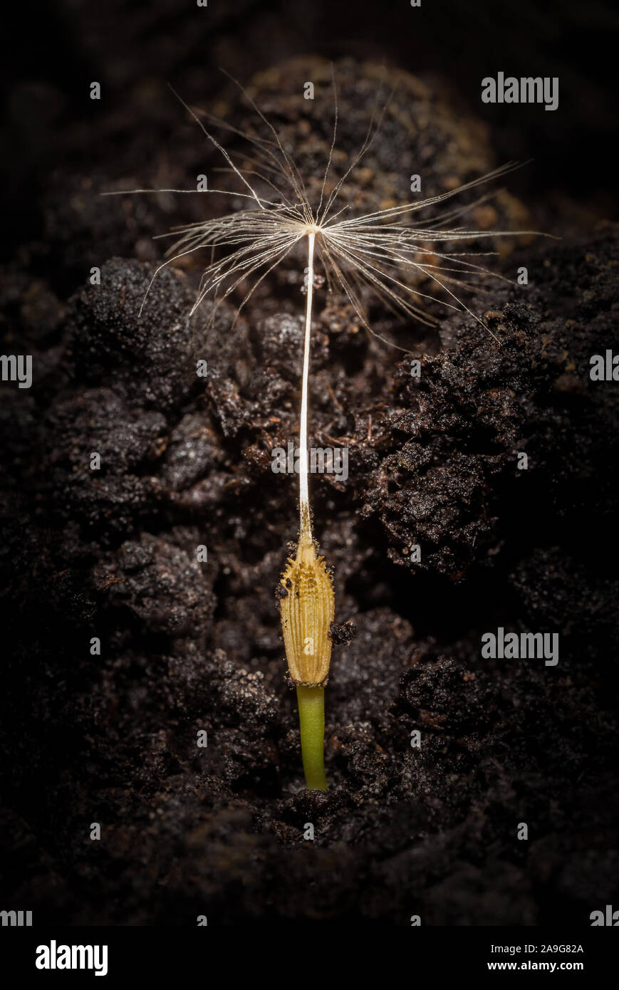 Macro image of a dandelion seed which has germinated with new root going into the ground Stock Photo