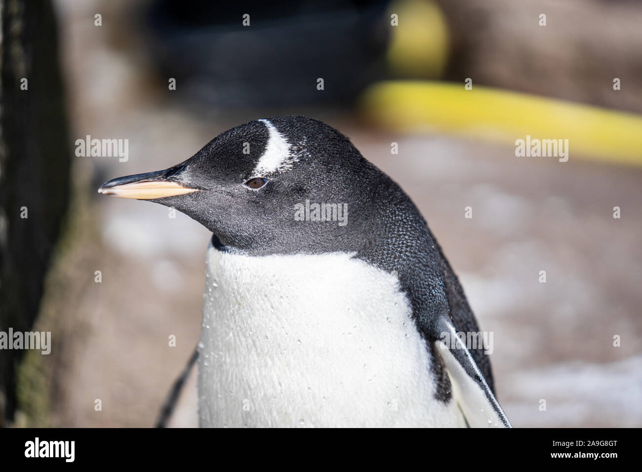 The gentoo penguin Pygoscelis papua is a penguin species in the genus Pygoscelis Stock Photo