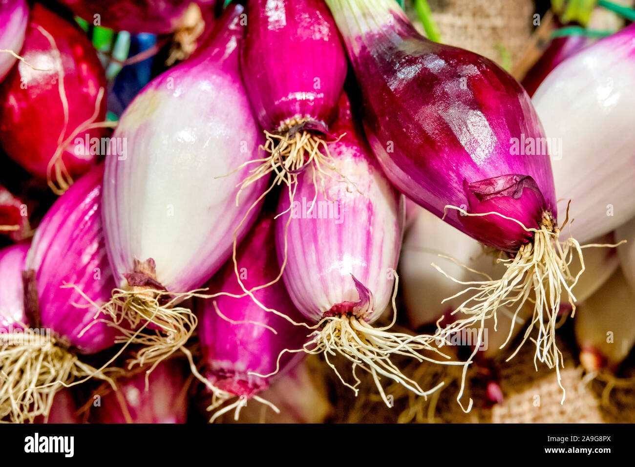 Close up of a group of red onions from Tropea, Calabria, Italy Stock