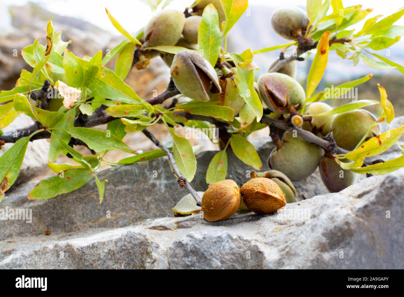 Almonds Fuzzy Ripe New harvest of ripe almonds nuts close up Stock Photo - Alamy