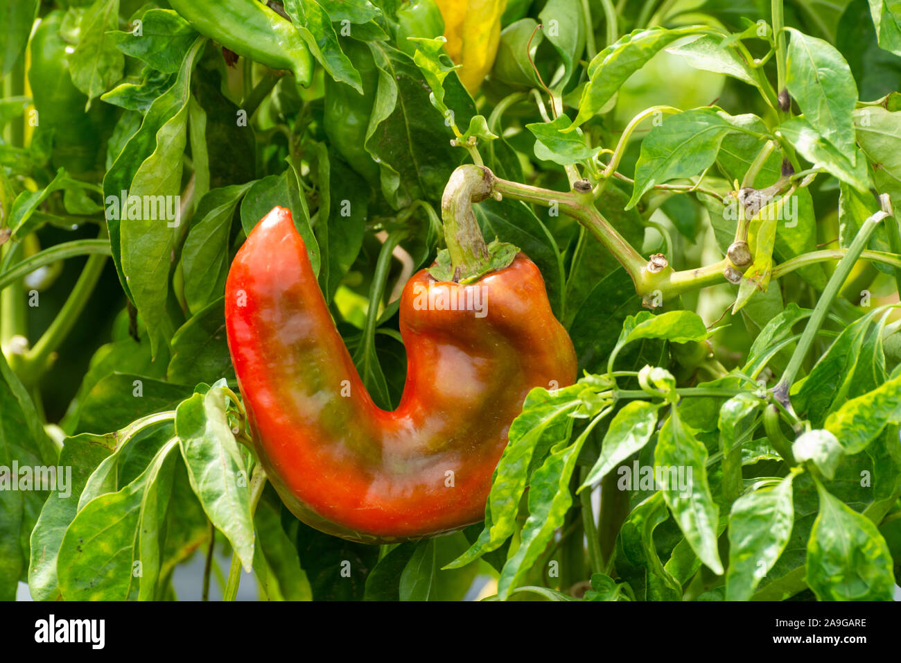 Red sweet turkish paprika vegetable growing on fields in Spain Stock