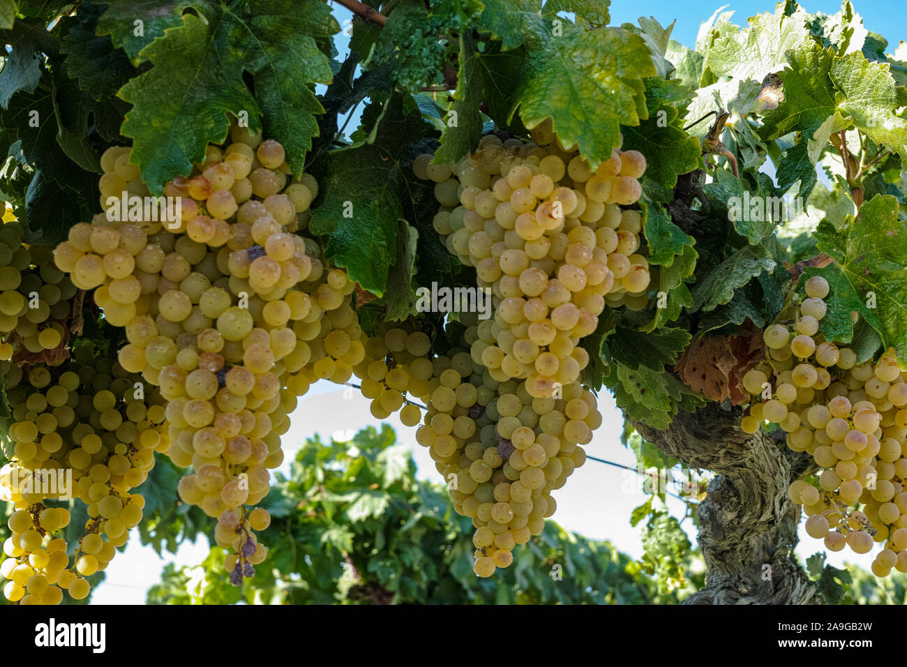 Grape Production Ripe Ripe white grape growing in vineyard in Andalusia, Spain, sweet pedro ...
