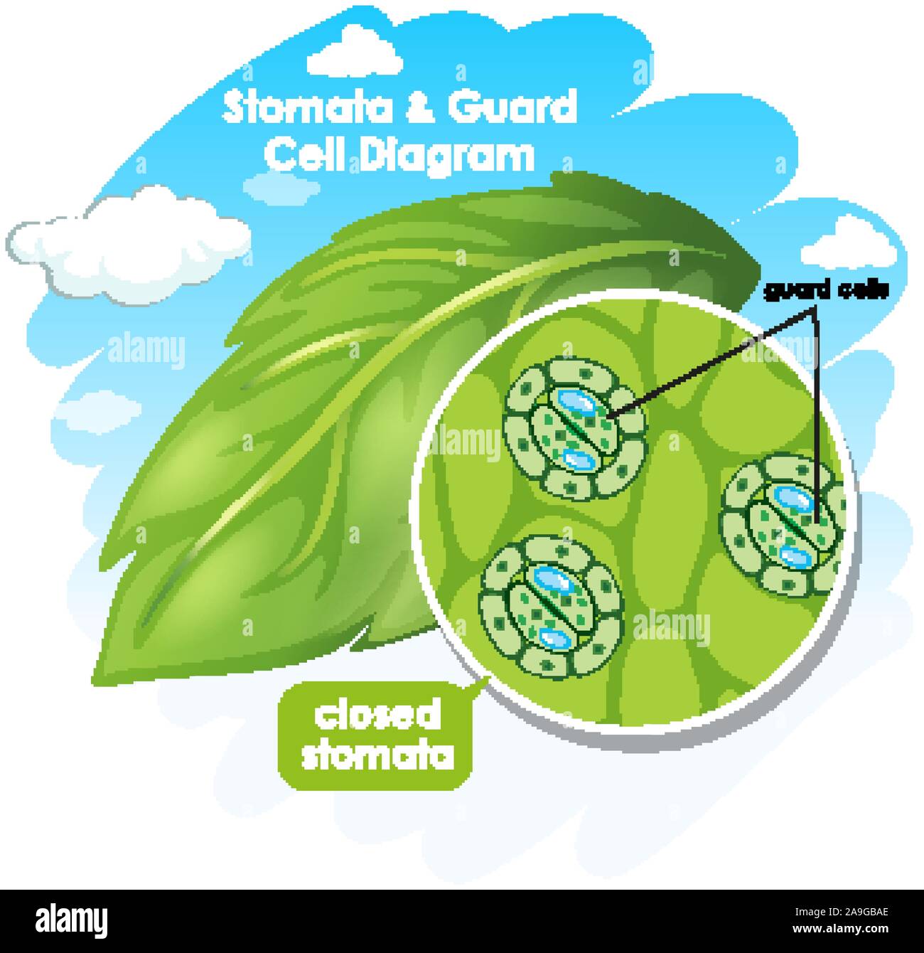 Diagram showing plant cell illustration Stock Vector Image & Art - Alamy