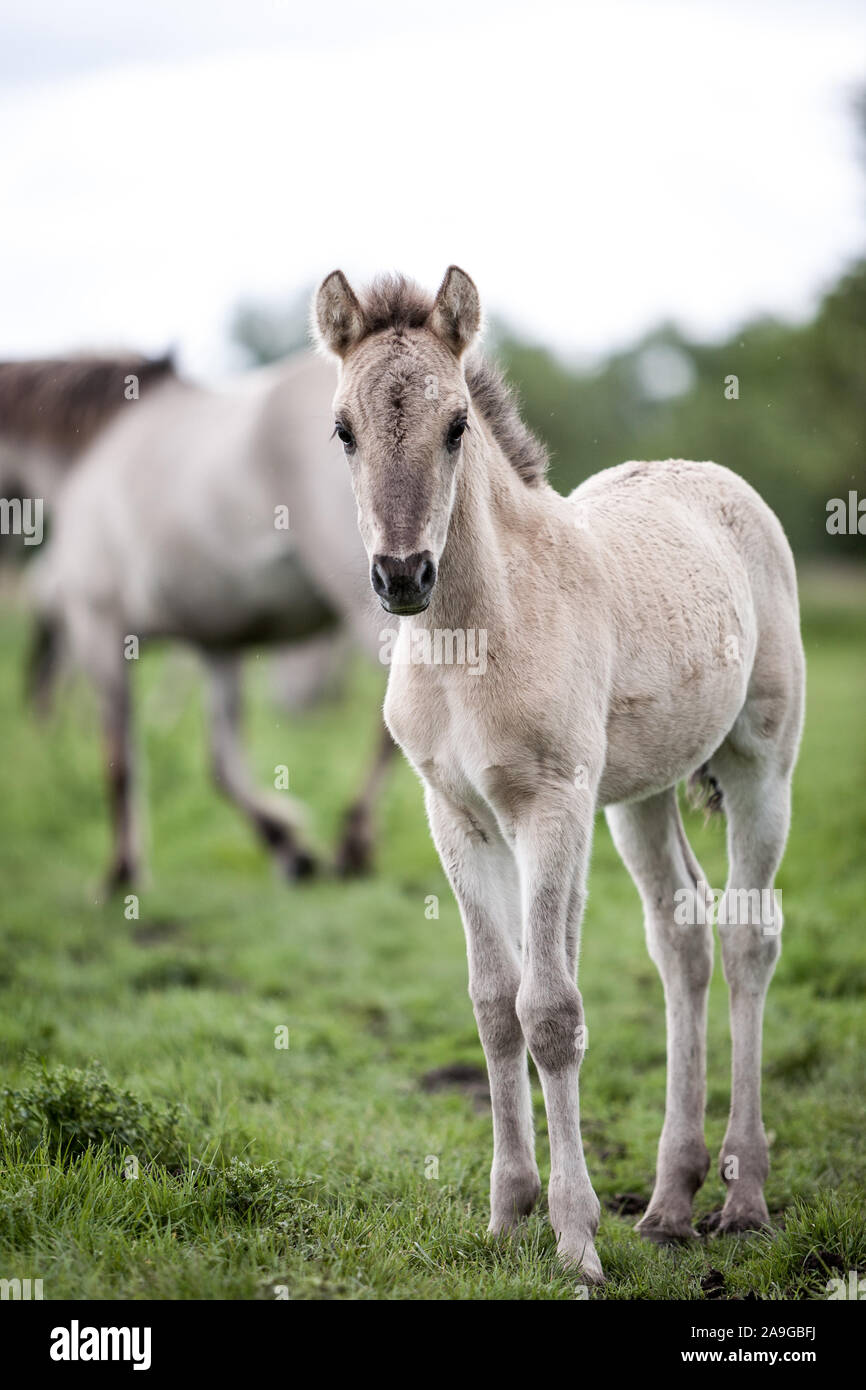 Konik wild pony foal. A young foal from a herd of feral Konik horses in their open environment at Oostvaardersplassen, Holland. Stock Photo
