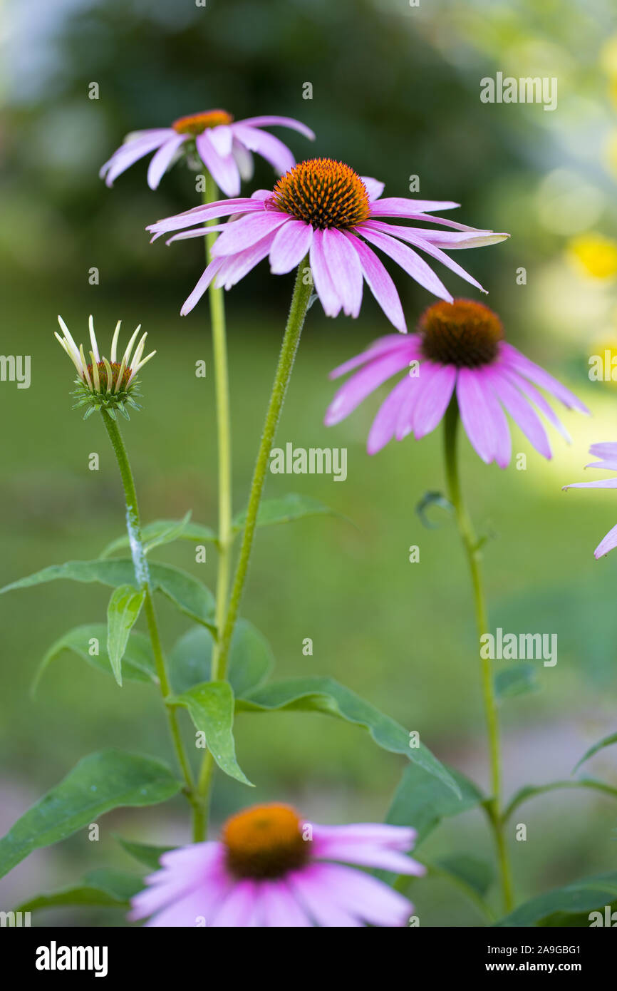 vertical outdoor shot of coneflower (Echinacea purpurea) with open and closed blossoms, stem and leafs visible with unsharp background Stock Photo