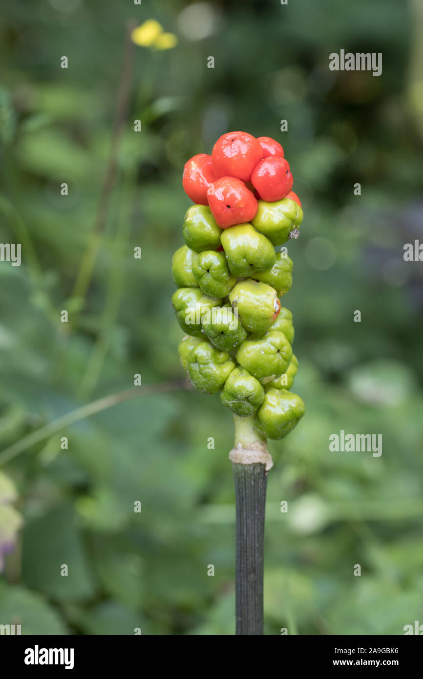 details red and green berries on the stem of the snakehead arum (Arum maculatum) with the natural green background Stock Photo