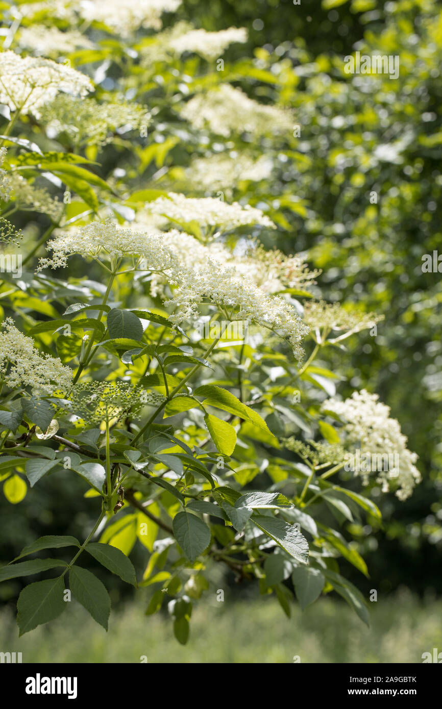 blooming black elder bush (Sambucus nigra) outside Stock Photo - Alamy
