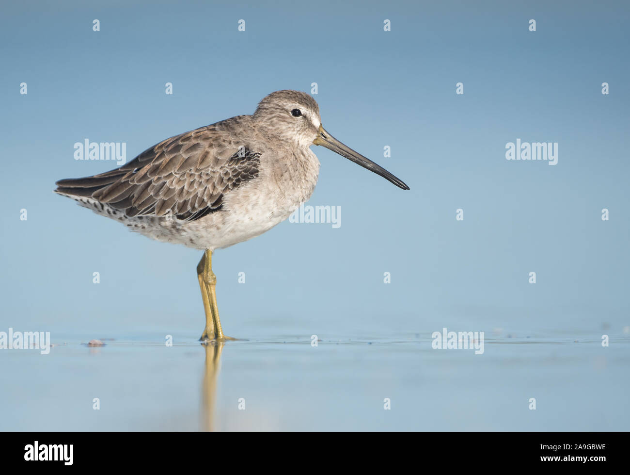 A Short-billed Dowitcher (Limnodromus griseus) on a sandy beach in Florida, USA. Stock Photo