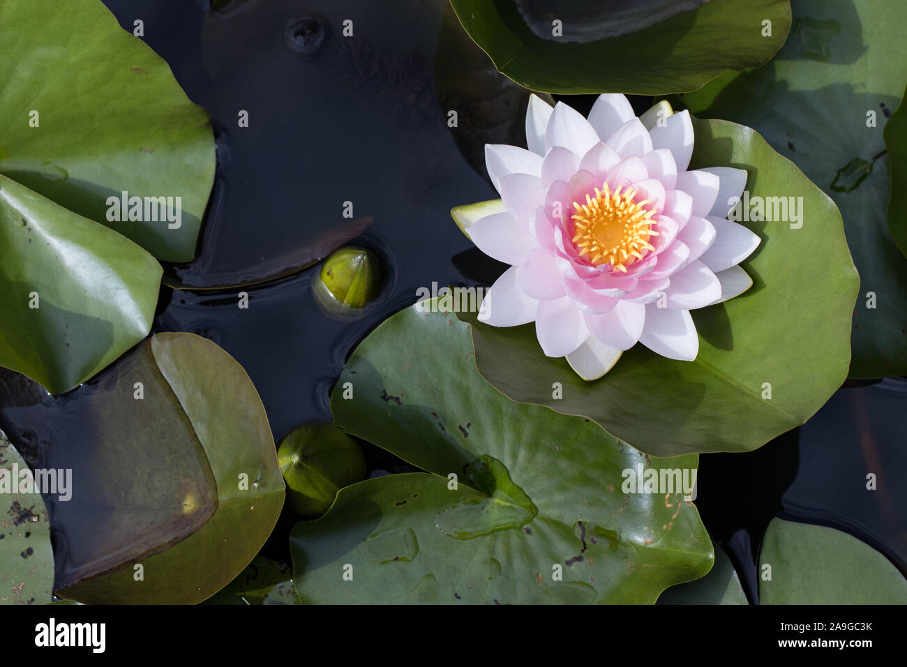 top view / birds eyes view of a pink blooming water lily (Nymphaea) in a pond Stock Photo