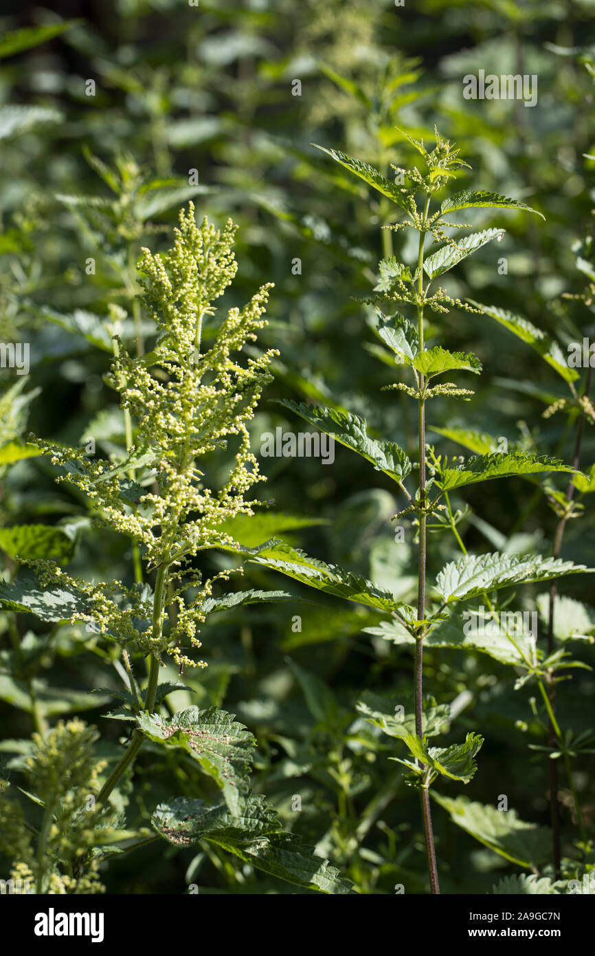 female (left) and male (right) stinging nettle (Urtica dioica) together ouside in the natural environment just before blooming with a dark unsharp bac Stock Photo
