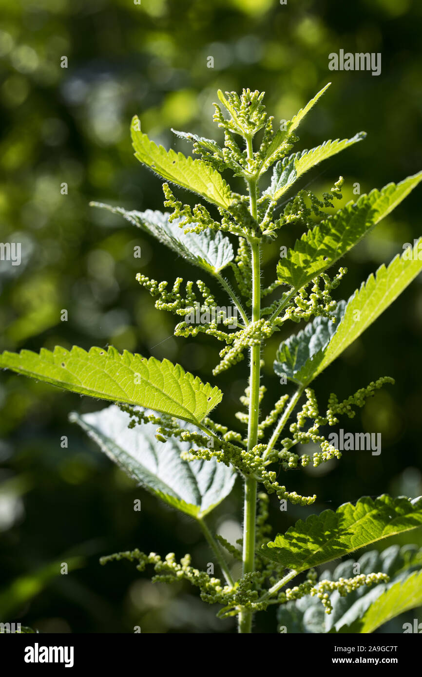 single male stinging nettle (Urtica dioica) just before blooming outside with a dark unsharp background Stock Photo