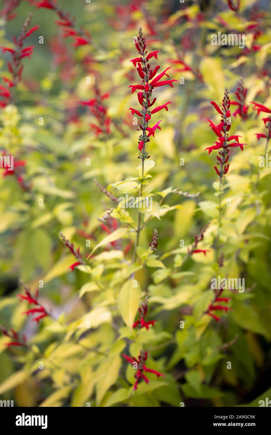 Salvia rutilans 'Golden Delicious' outside in the garden flowering beautiful red with yellow leafs on a unsharp natural background Stock Photo
