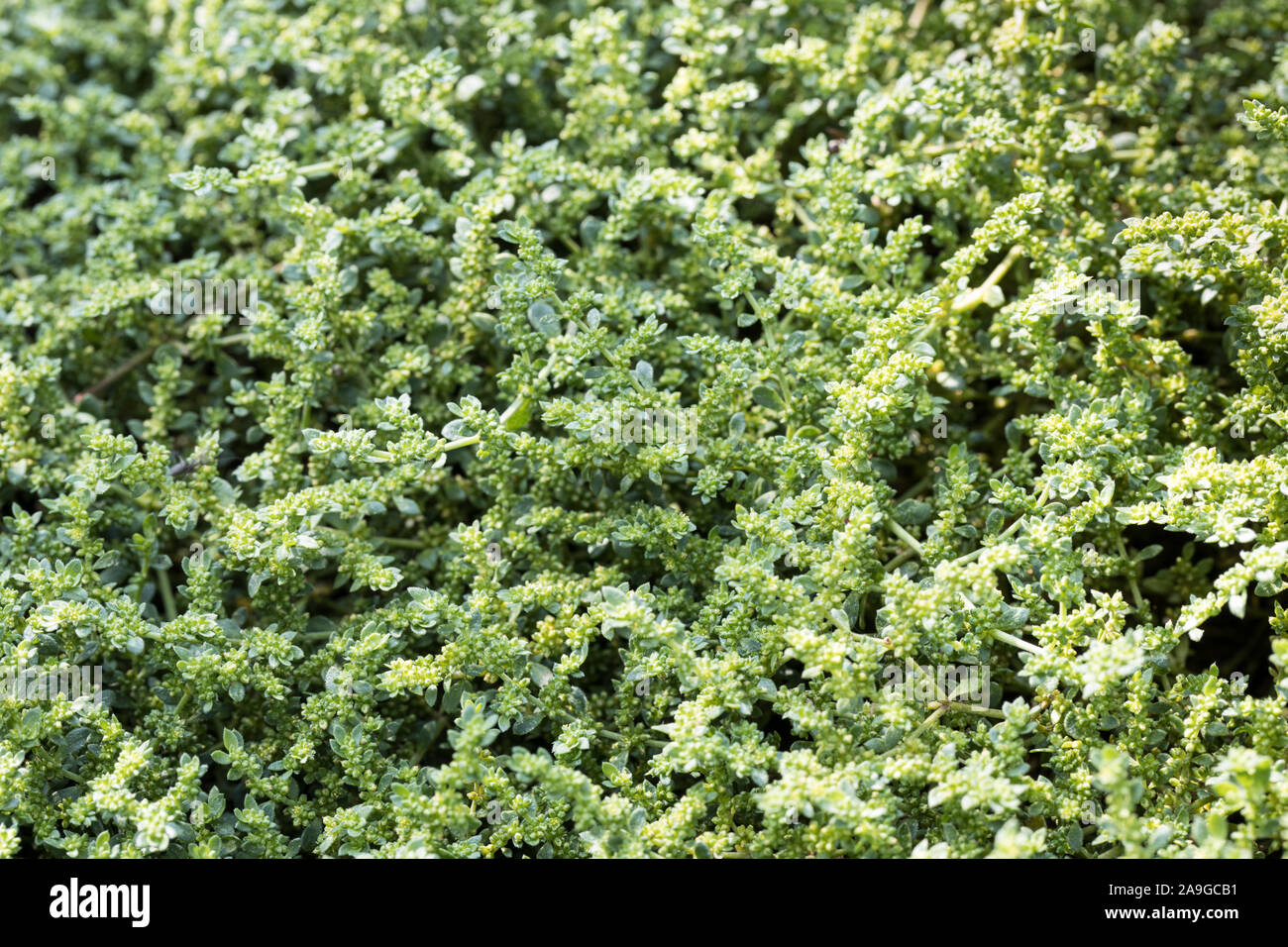 smooth rupturewort (Herniaria glabra) -  herniarin containing plant fills the frame Stock Photo