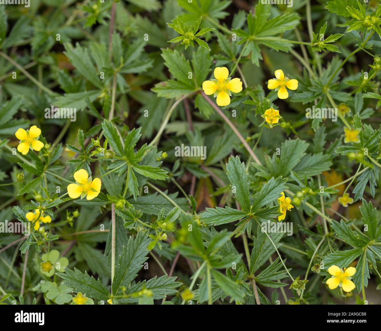 tormentil (Potentilla erecta) healing plant with leafs and yellow flowers and Stock Photo