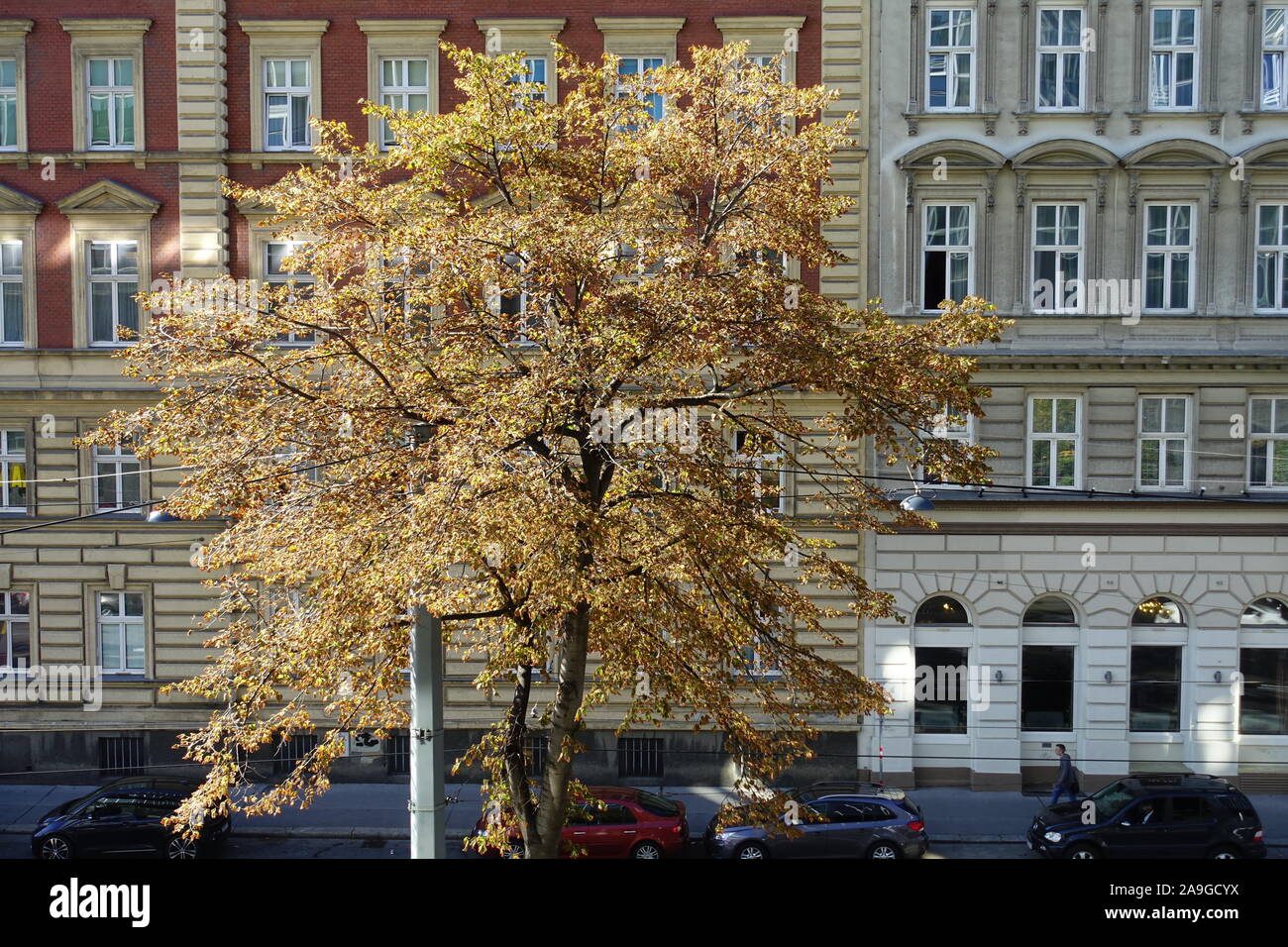Wien, kranker Stadtbaum in der Althanstraße Stock Photo