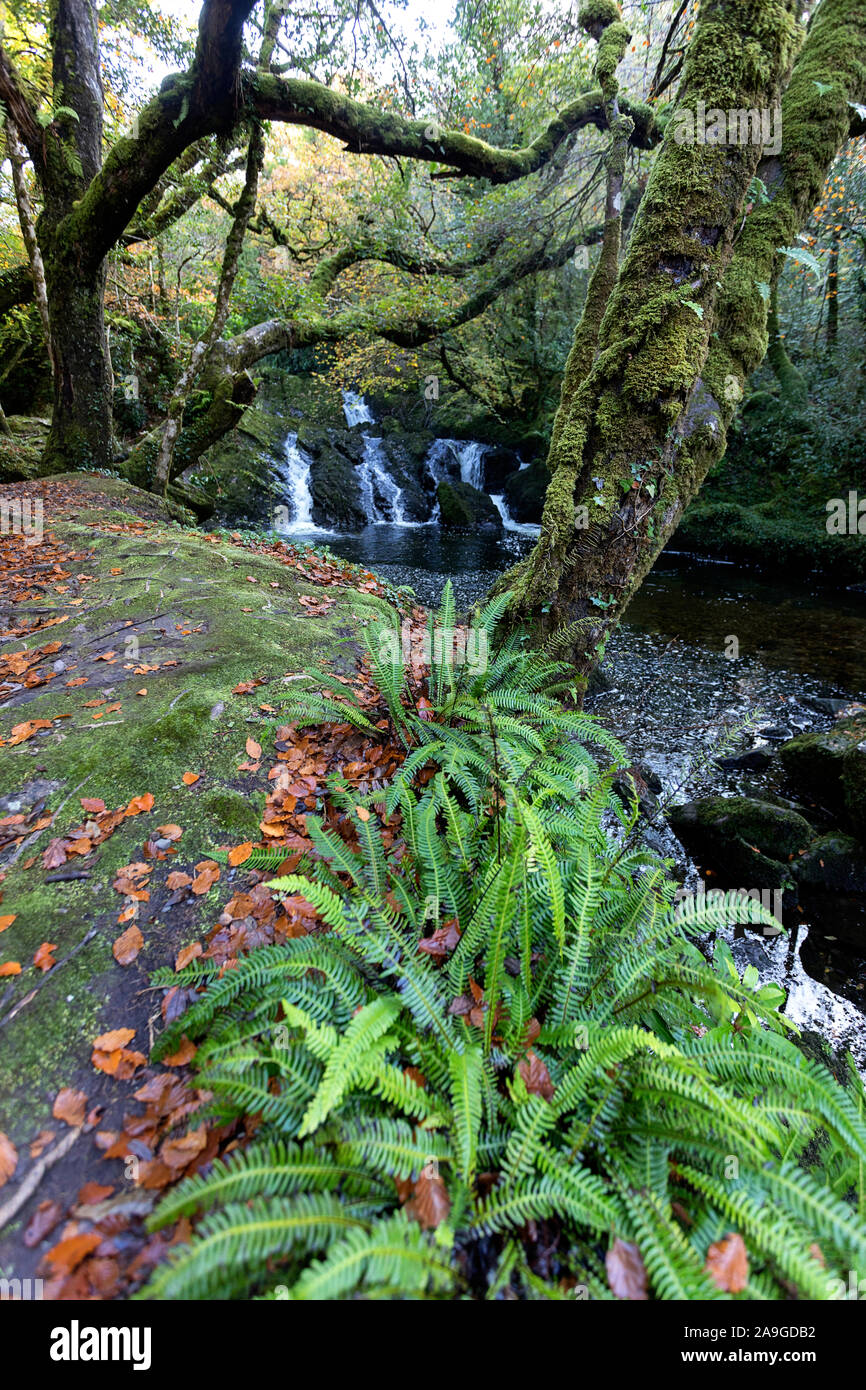 Waterfall flowing over rocks on a moody morning at Glenarriff Woods Reserve, Ireland, part of the Ring of Kerry Stock Photo