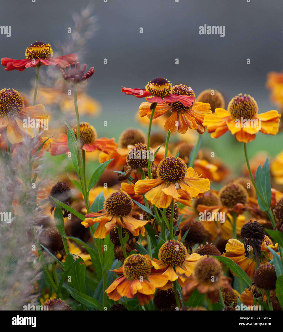 Soft out of focus background hi-res stock photography and images - Alamy