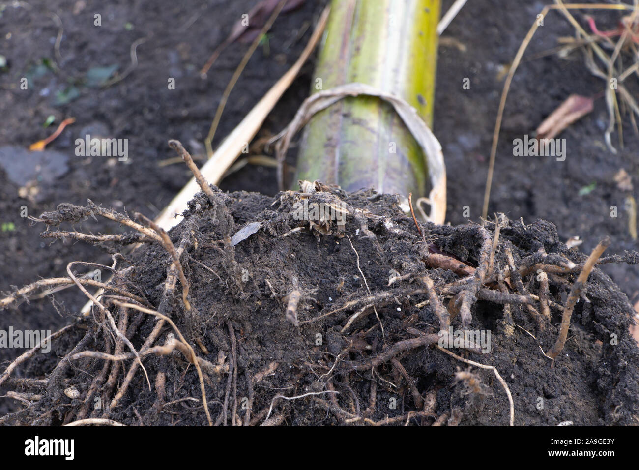 Banana tree roots close up, planting a banana plant concept Stock Photo - Alamy
