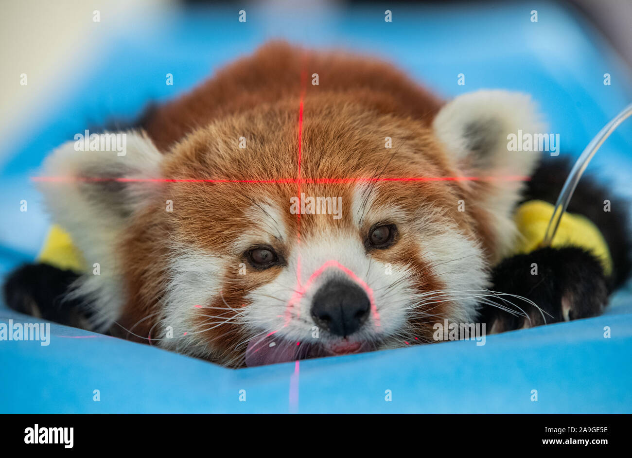 Schwerin, Germany. 15th Nov, 2019. The red panda "Polly" is examined in the  computer tomograph of the hospital. The five-year-old animal from Schwerin  Zoo has been emaciating for weeks. The aim of