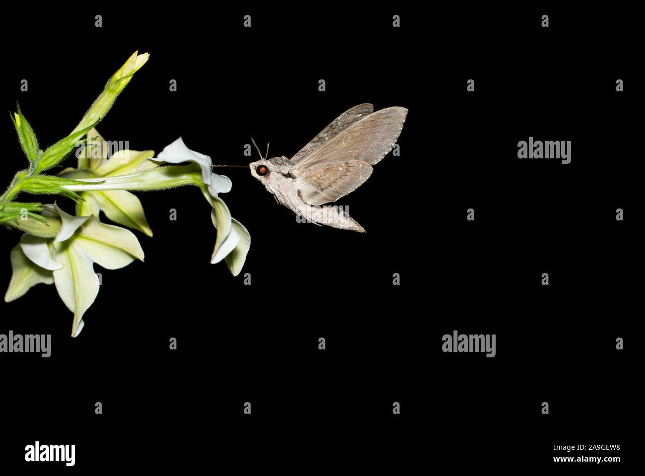 Convolvulus hawk-moth in flight and feeding Stock Photo