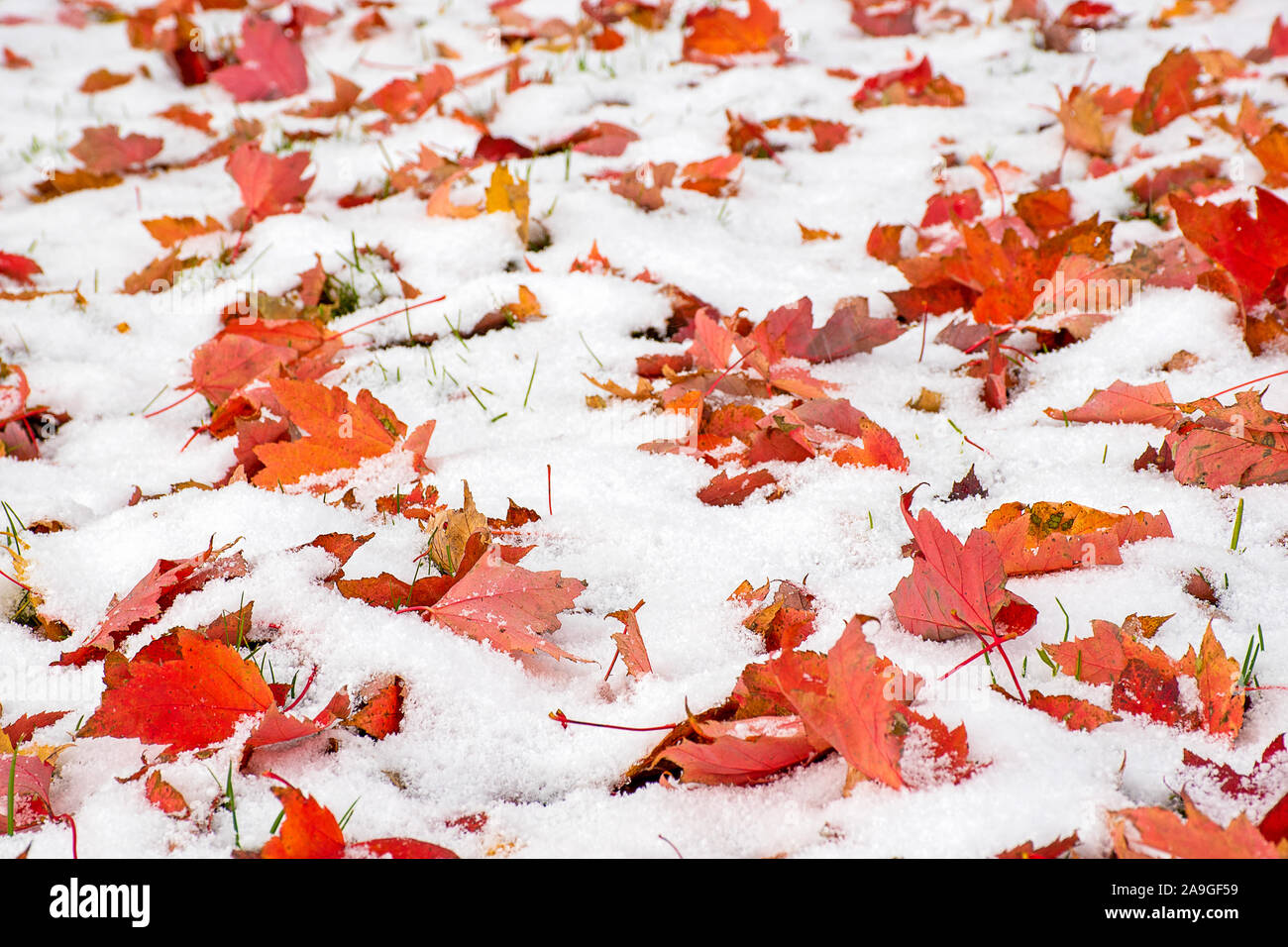 Orange leaves tree hi-res stock photography and images - Alamy