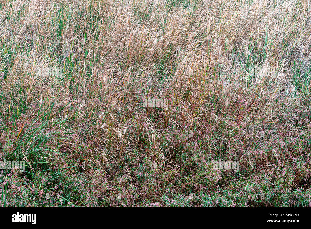 Cluster of autumn vegetation Typha domingensis, known commonly as southern cattail or cumbungi Stock Photo