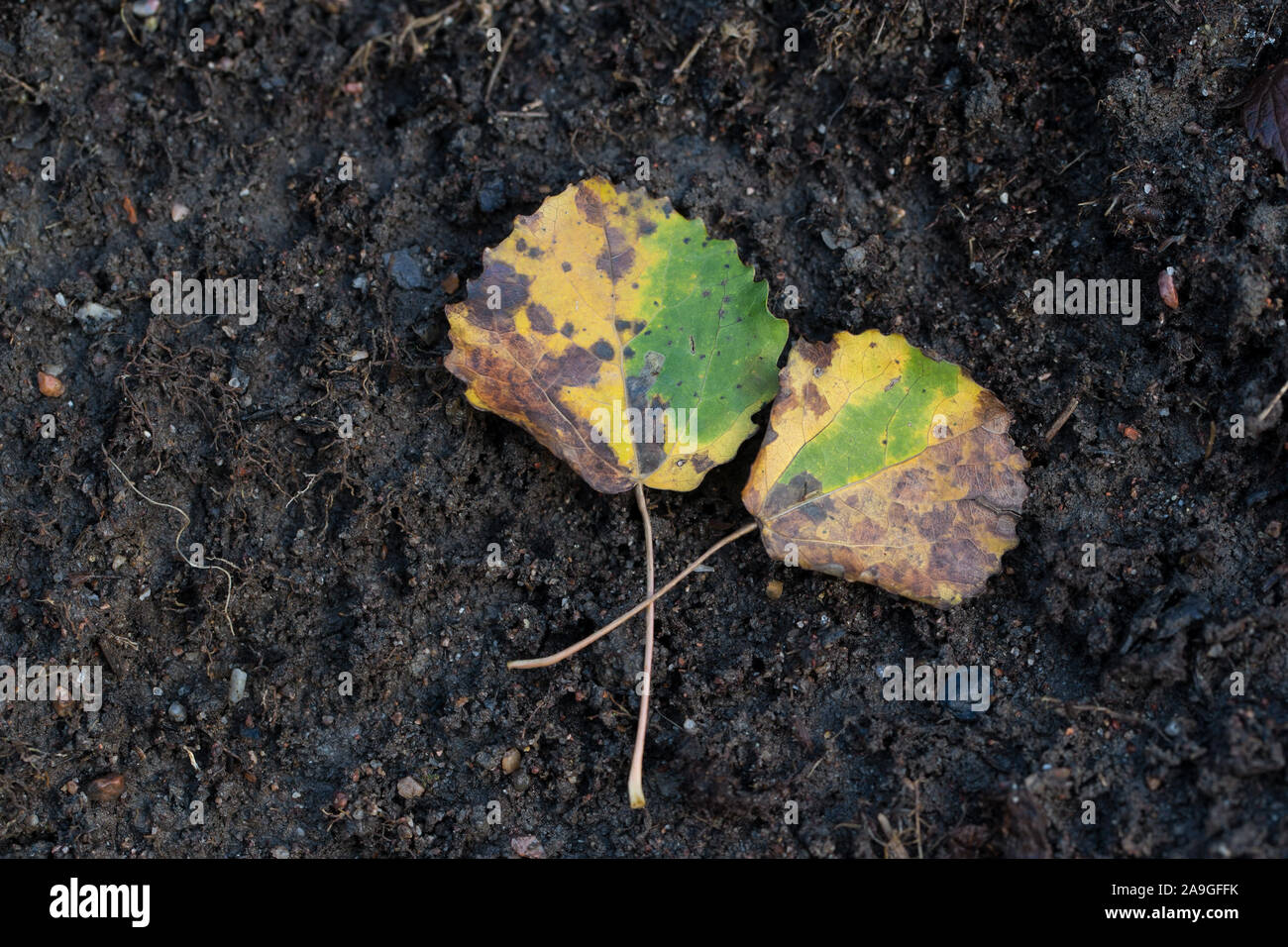 Pigmy moth larva chemically preventing fall colors inside an aspen leaf Stock Photo