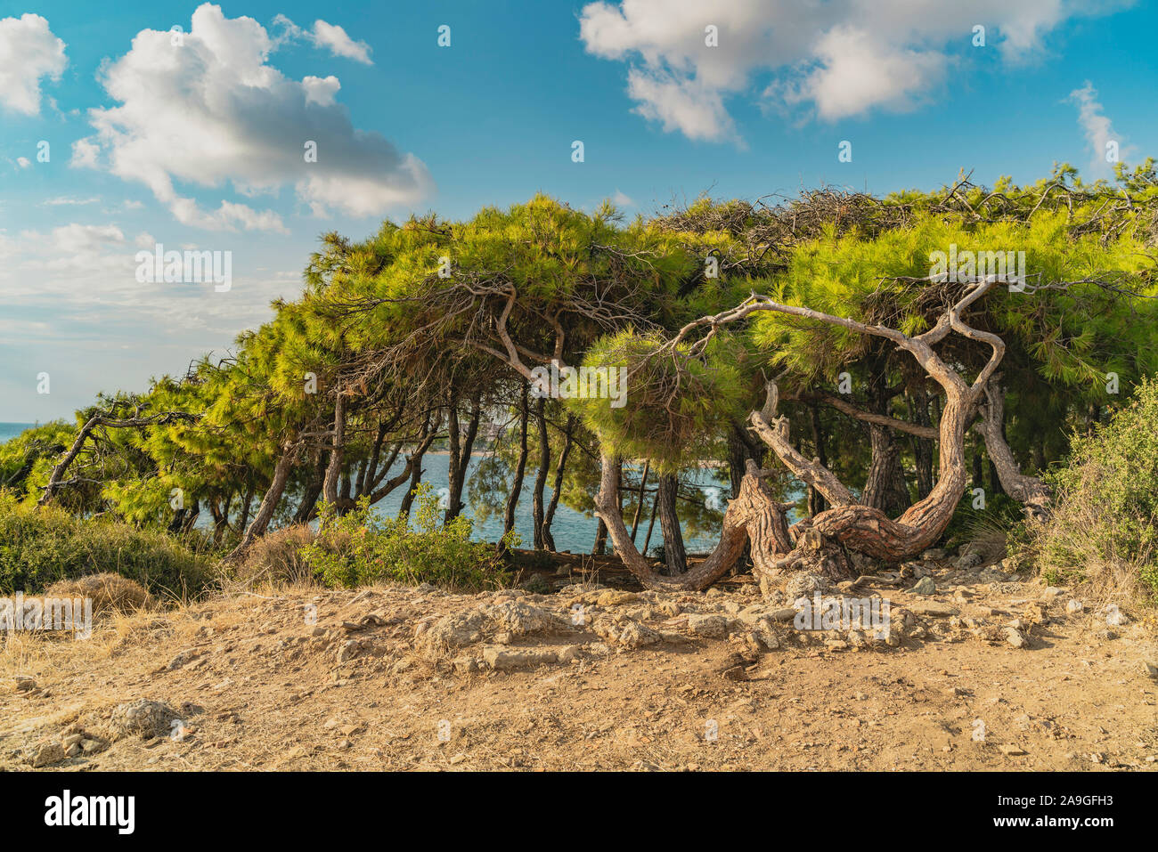 Beautiful landscape with turkish pine, sea in the background and nice blue sky with clouds. Green pinus brutia with flat crowns and bent trunks Stock Photo