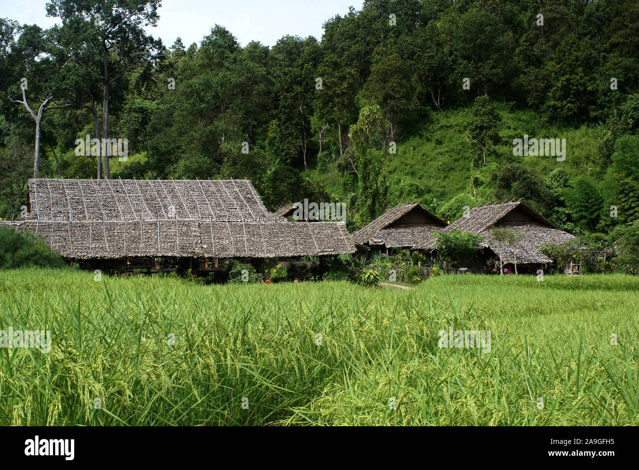 Reisfeld, Thailand, Reisbauern, Unterkunft, Huetten, Stock Photo