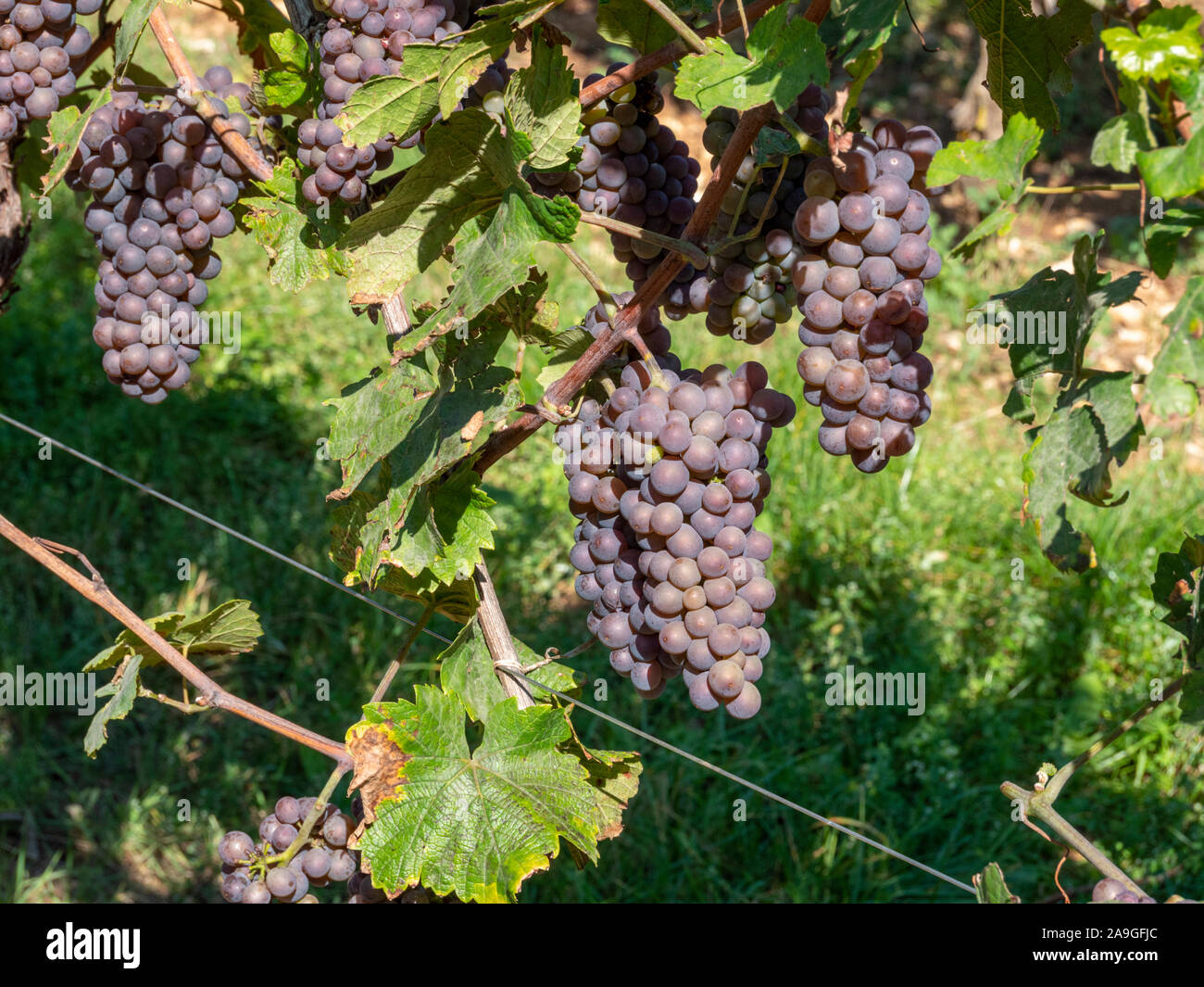 Grapes growing on a vine in a vineyard in the Alsace wine region of
