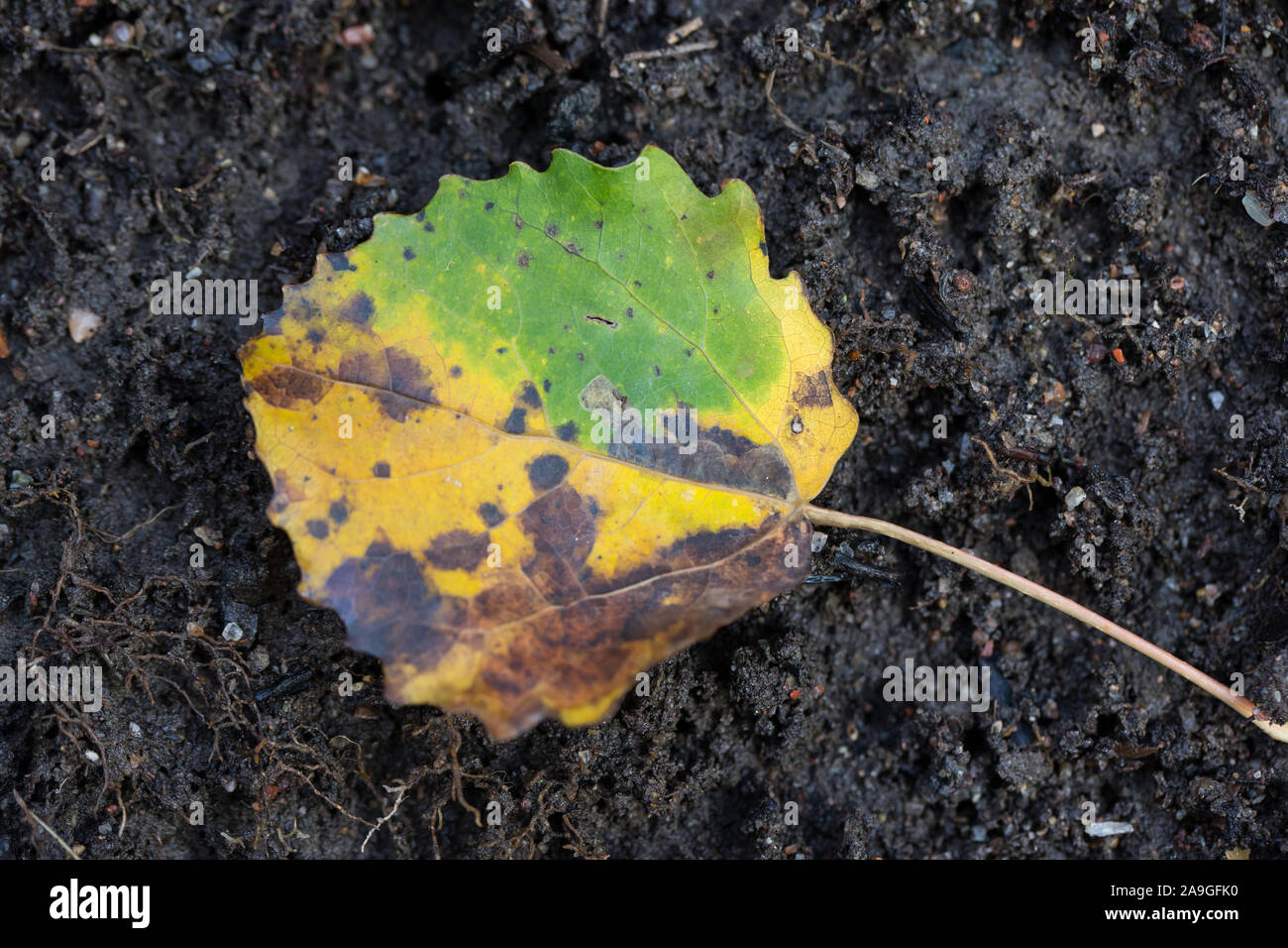 Pigmy moth larva chemically preventing fall colors inside an aspen leaf Stock Photo