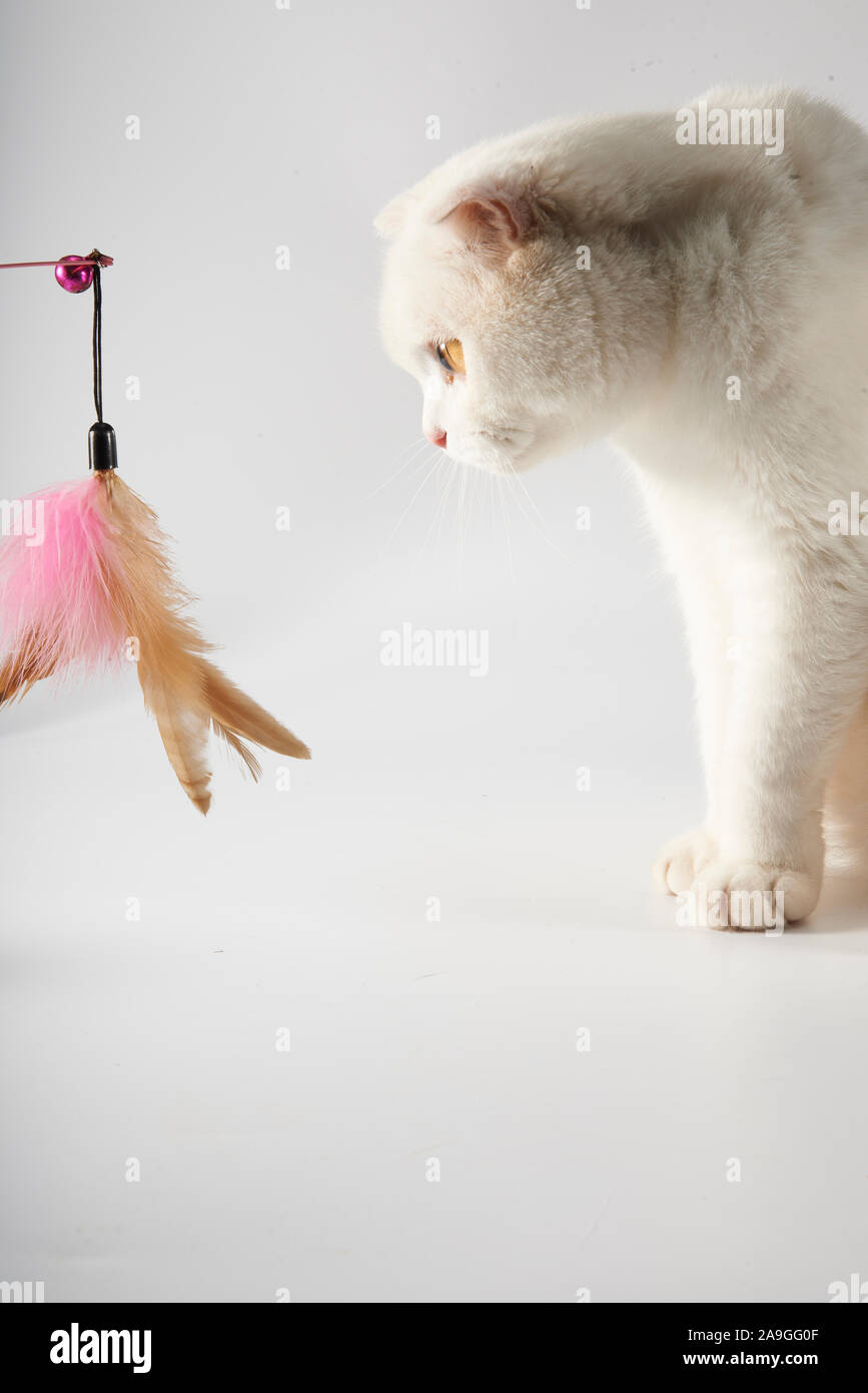British Short Hair Cat Attracted By Teasing Cat Sticks Stock Photo