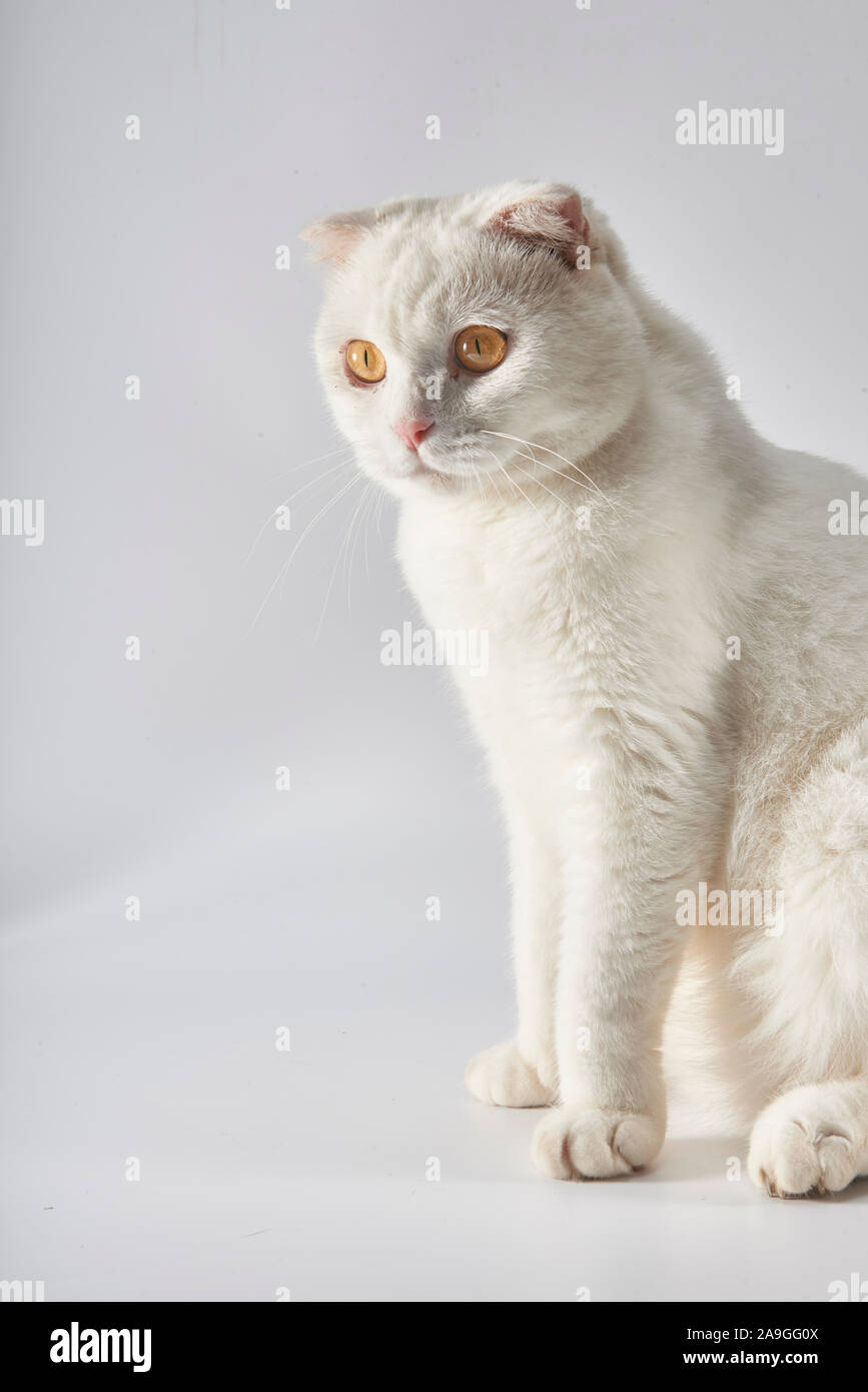 Cute white British short-hair cat, folded ear cat Stock Photo - Alamy