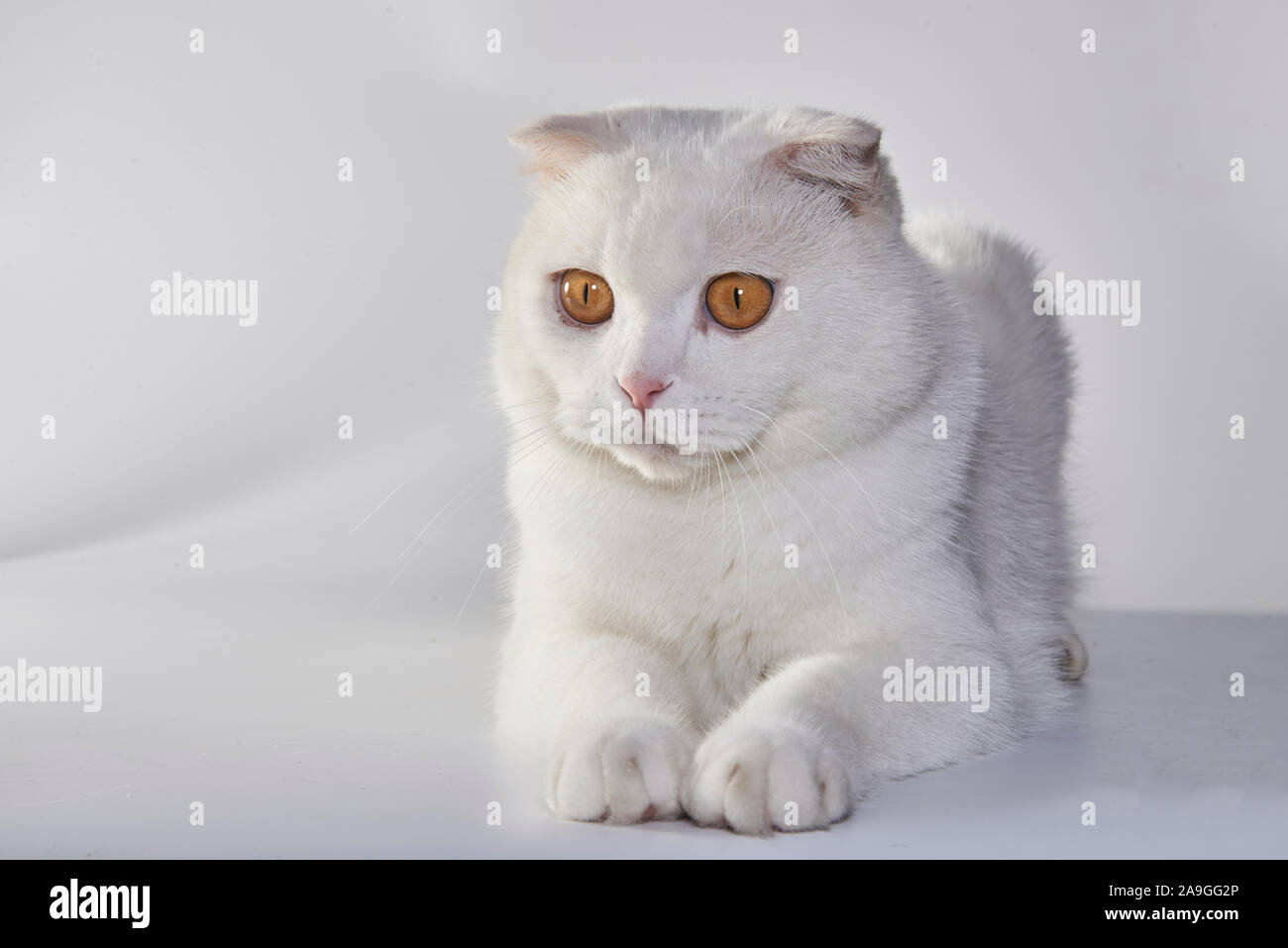 Cute White British Short Hair Cat Folded Ear Cat Stock Photo