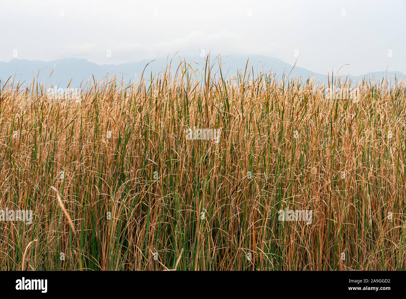 Cluster of autumn vegetation Typha domingensis, known commonly as southern cattail or cumbungi against mountains Stock Photo