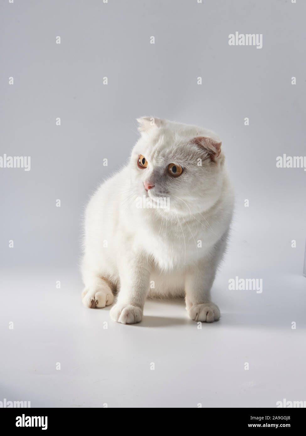 Cute White British Short Hair Cat Folded Ear Cat Stock Photo