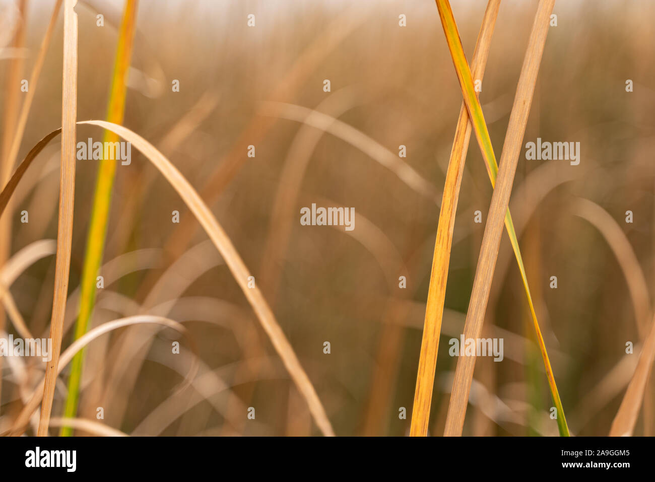 Close up of Abstract wild grass Typha domingensis, known commonly as southern cattail or cumbungi Stock Photo