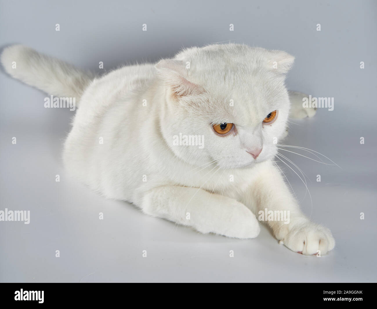 Cute White British Short Hair Cat Folded Ear Cat Stock Photo