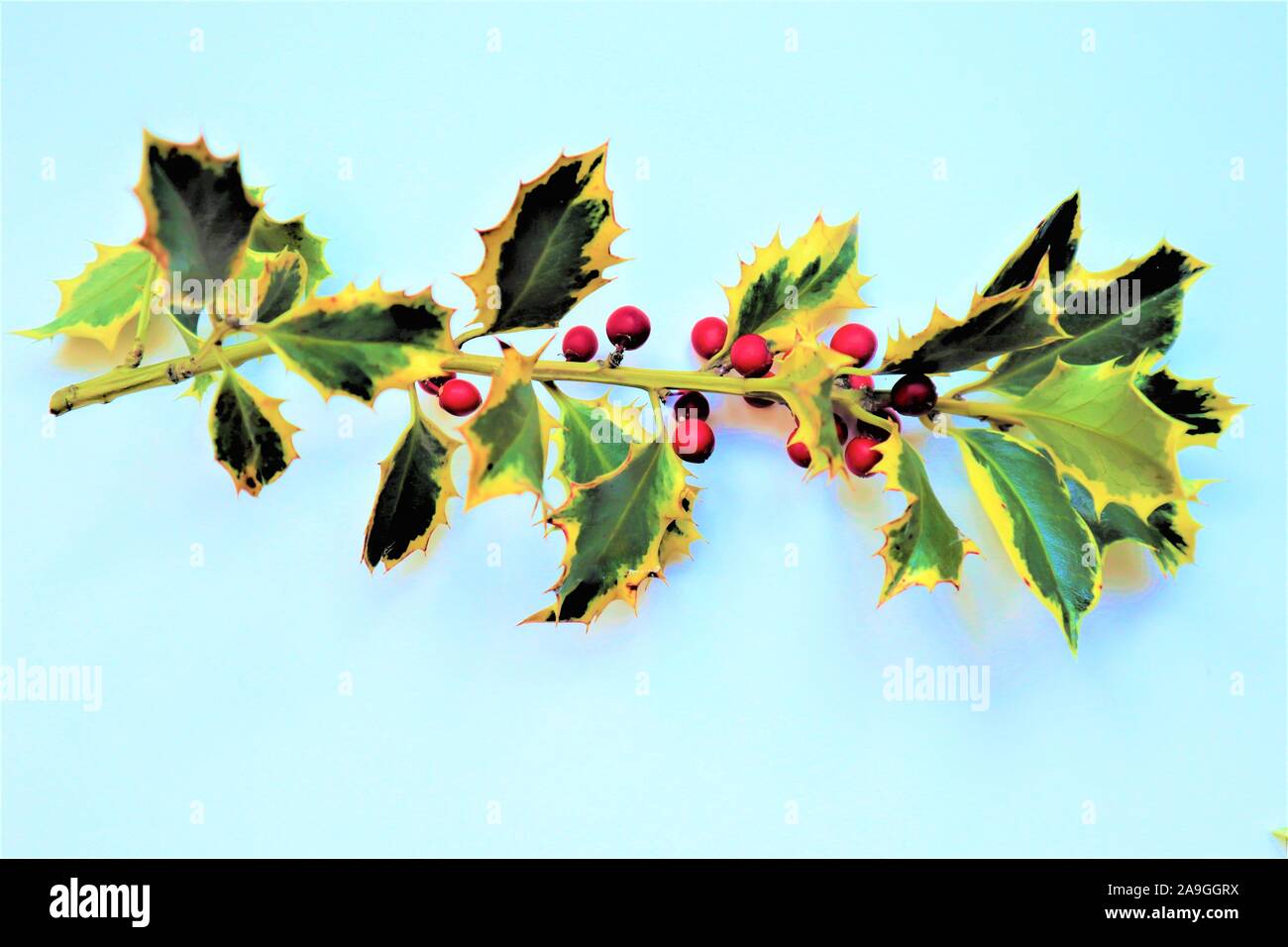 Holly - traditional Christmas plant ion white background.  Element of New Year and Xmas Holly branch with berries. Winter element for greeting cards, Stock Photo