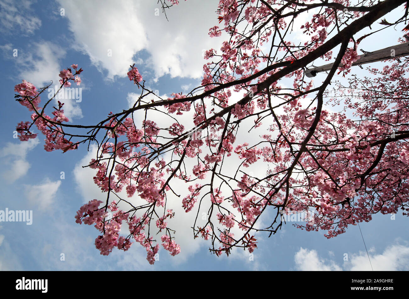Beautiful Spring pink cherry blossom, Cheshire, England, UK - prunus accolade Stock Photo