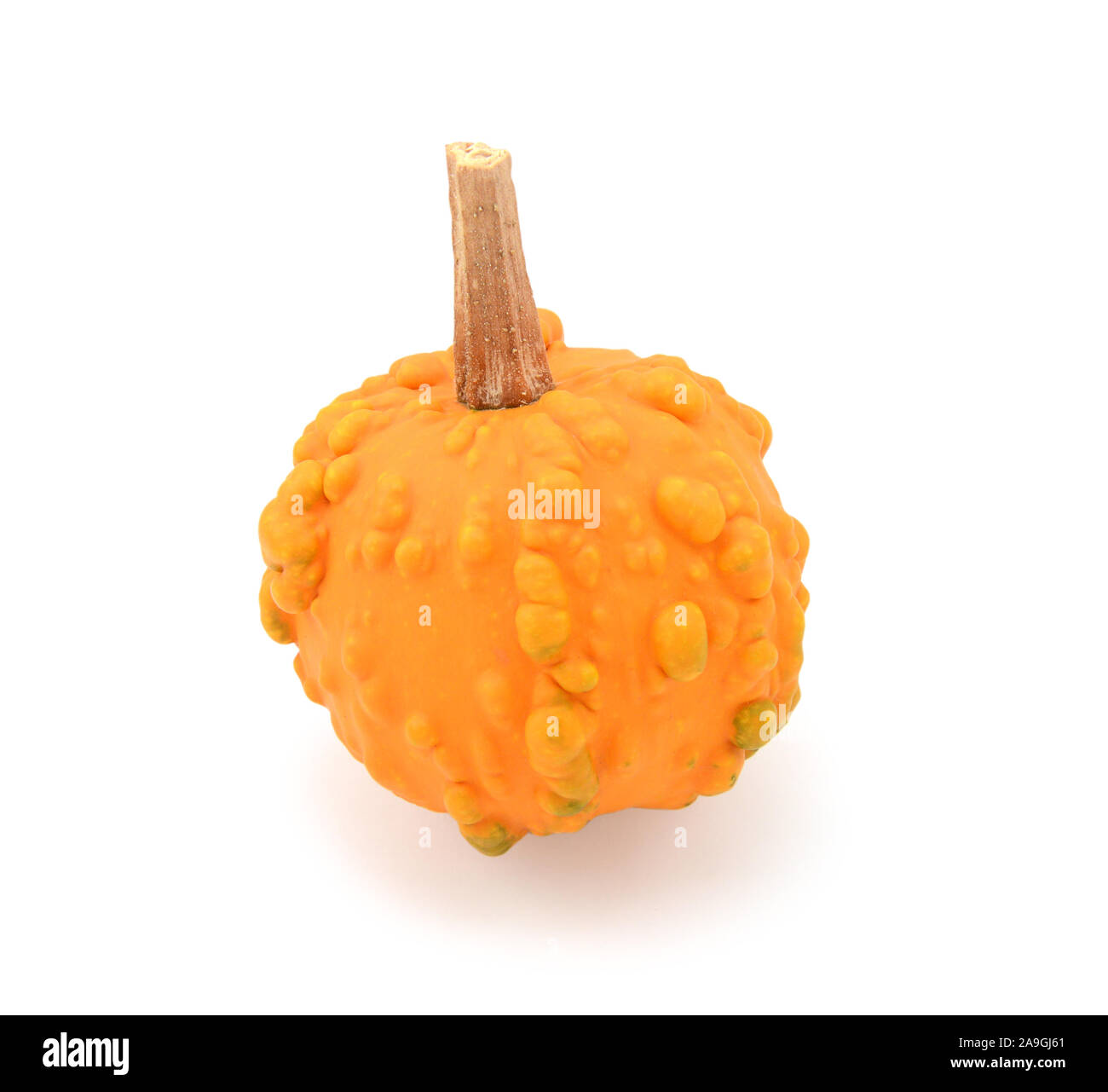 Mini bright orange warted gourd for fall or Thanksgiving decoration, on a white background Stock Photo