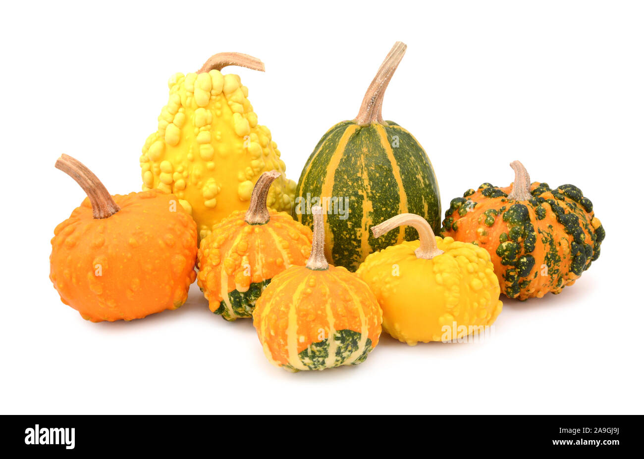 Seven ornamental gourds mix of colours and smooth and warted squash