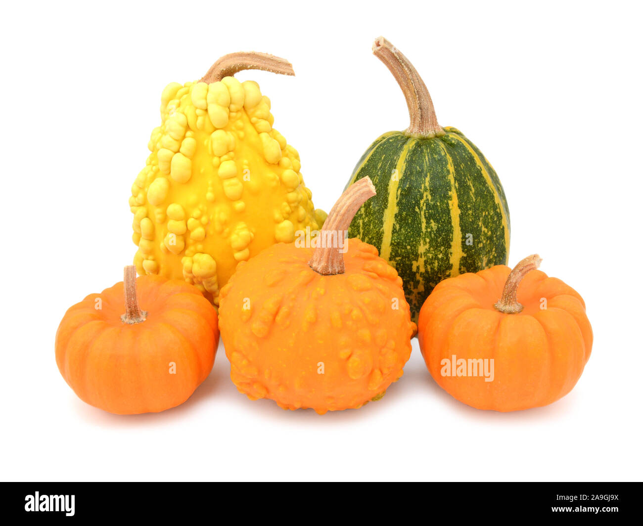 Five decorative gourds with smooth and warted skin - yellow, green and orange squashes, on a white background Stock Photo