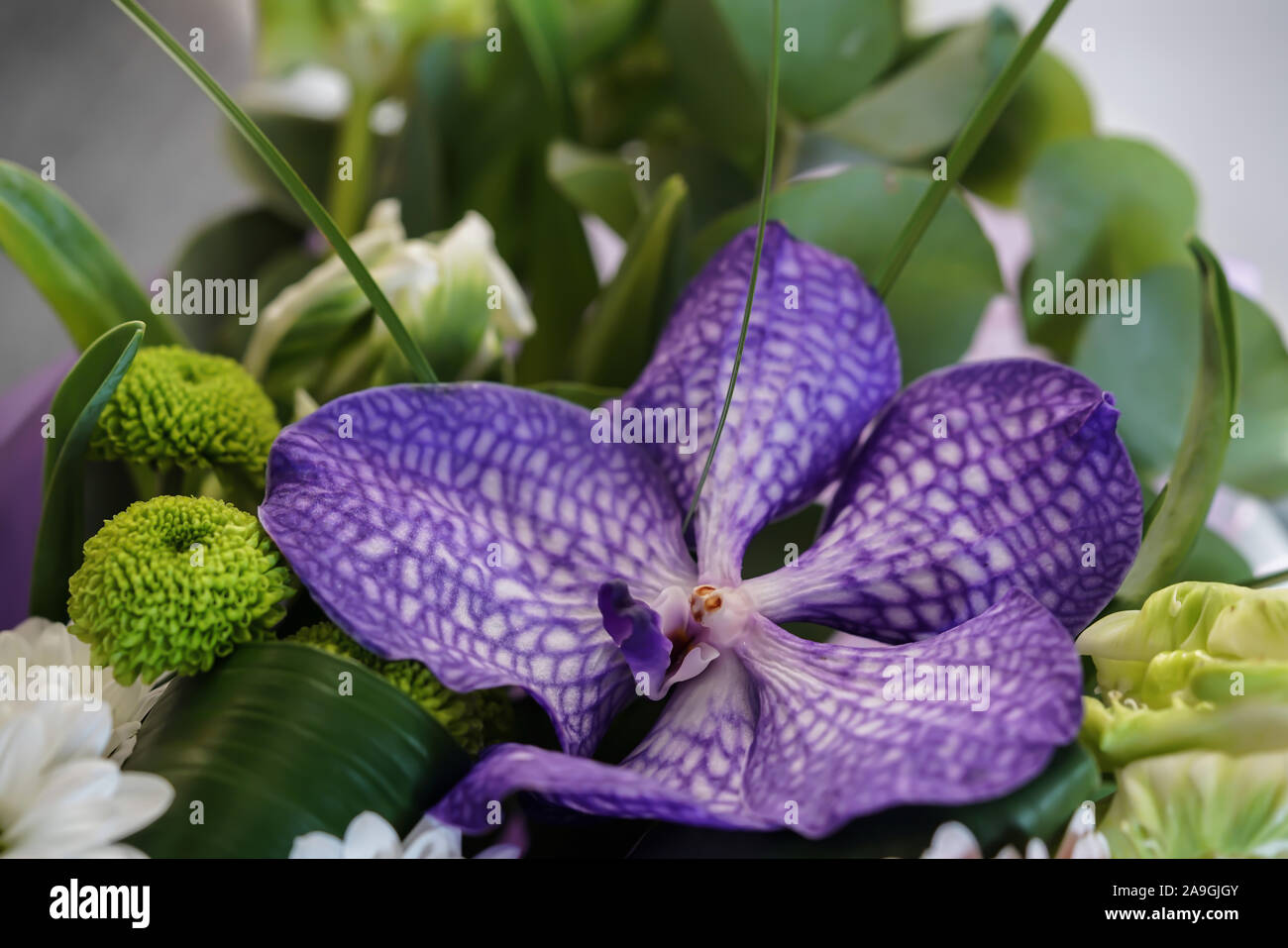 Bouquet with natural indigo orchid vanda with greenery, close-up Stock Photo