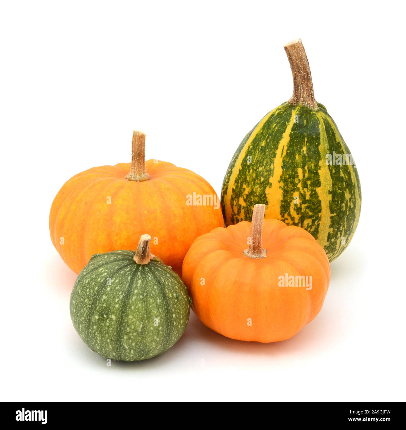 Green ornamental gourds and orange Jack Be Little mini pumpkins, on a white background Stock Photo