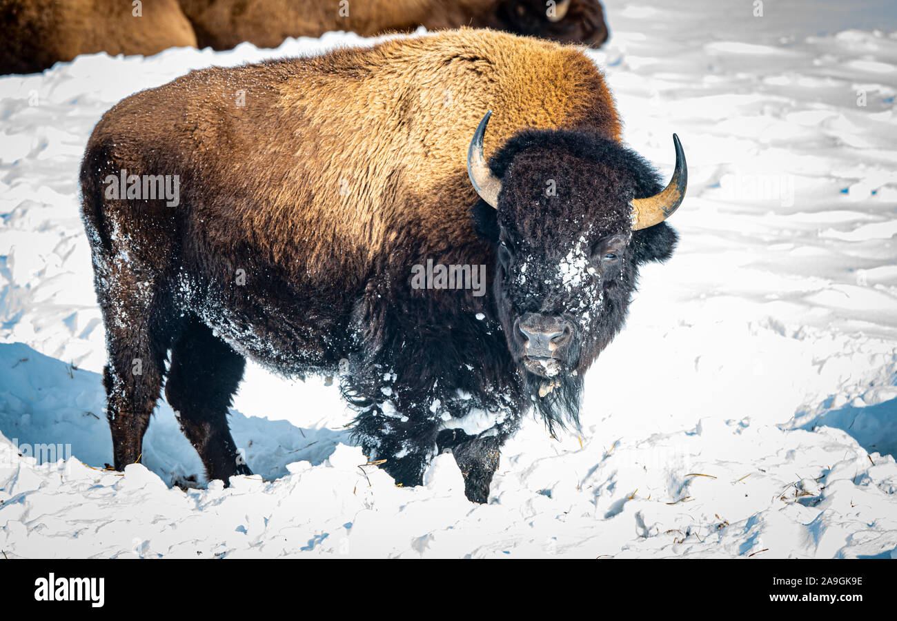 Bison face of snow hi-res stock photography and images - Alamy