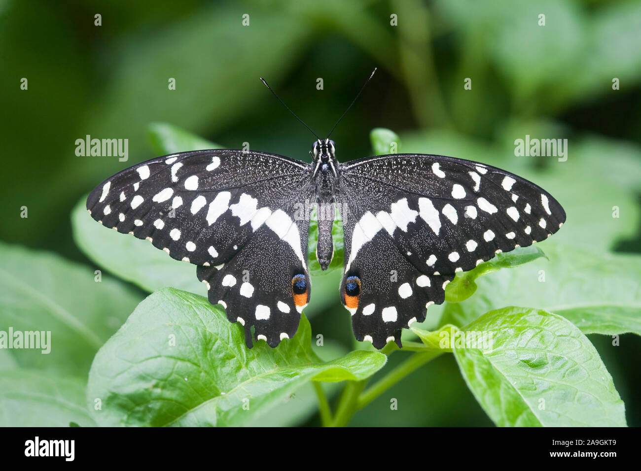 Afrikanischer Weihnachts-Schmetterling (Papilio demodocus) Stock Photo
