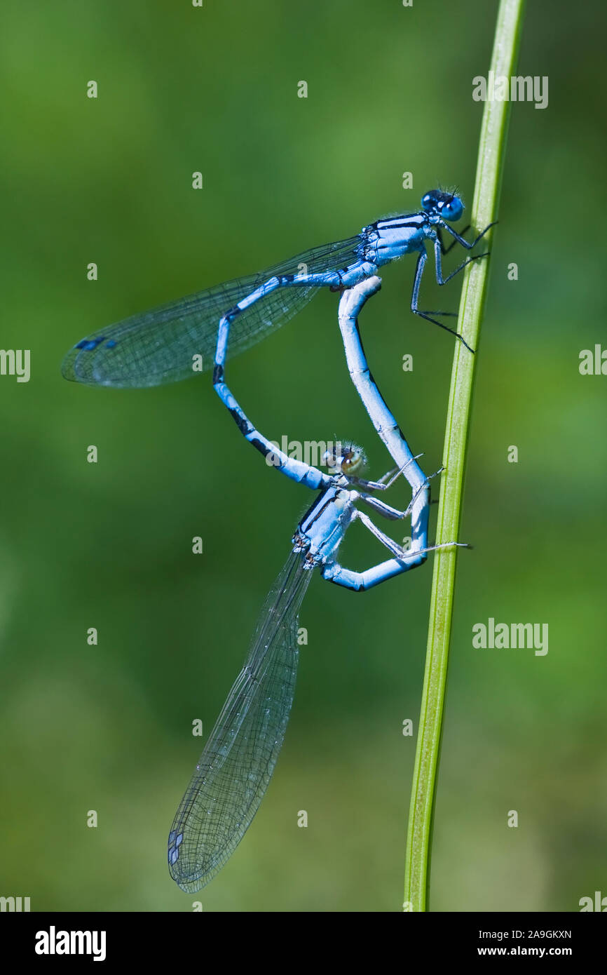 Hufeisenazurjungfer (Coenagrion puella) bei der Paarung Stock Photo