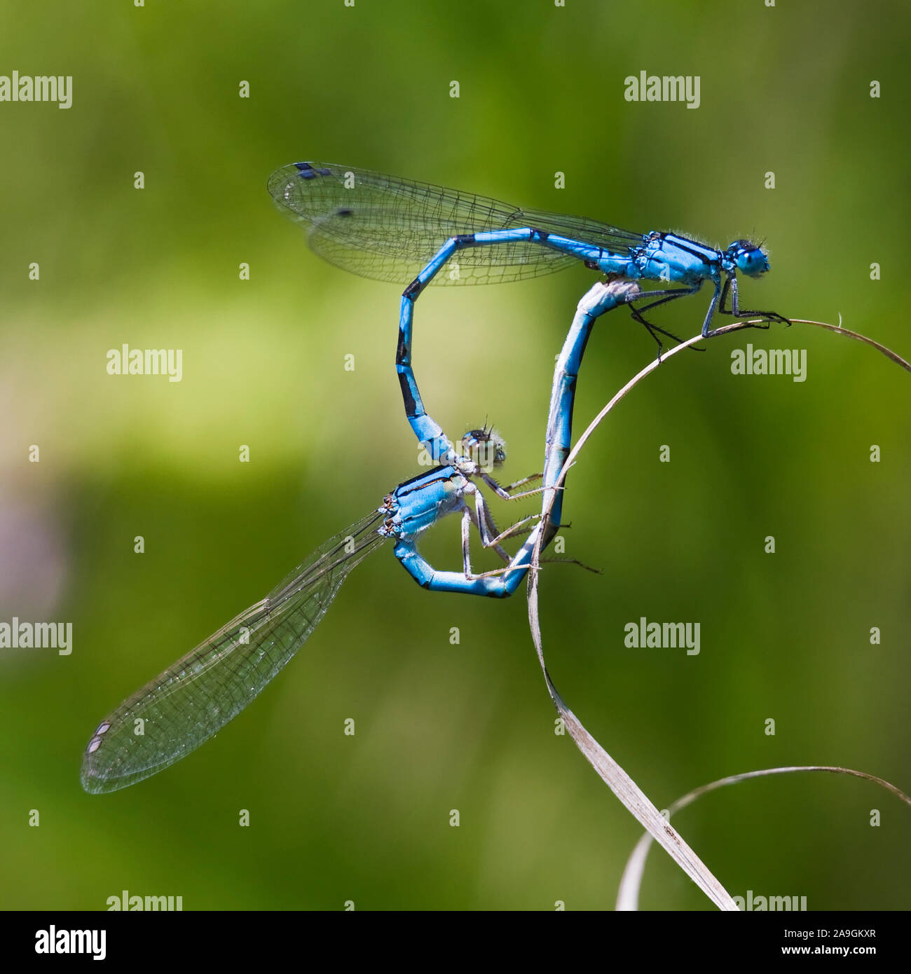 Hufeisenazurjungfer (Coenagrion puella) bei der Paarung Stock Photo