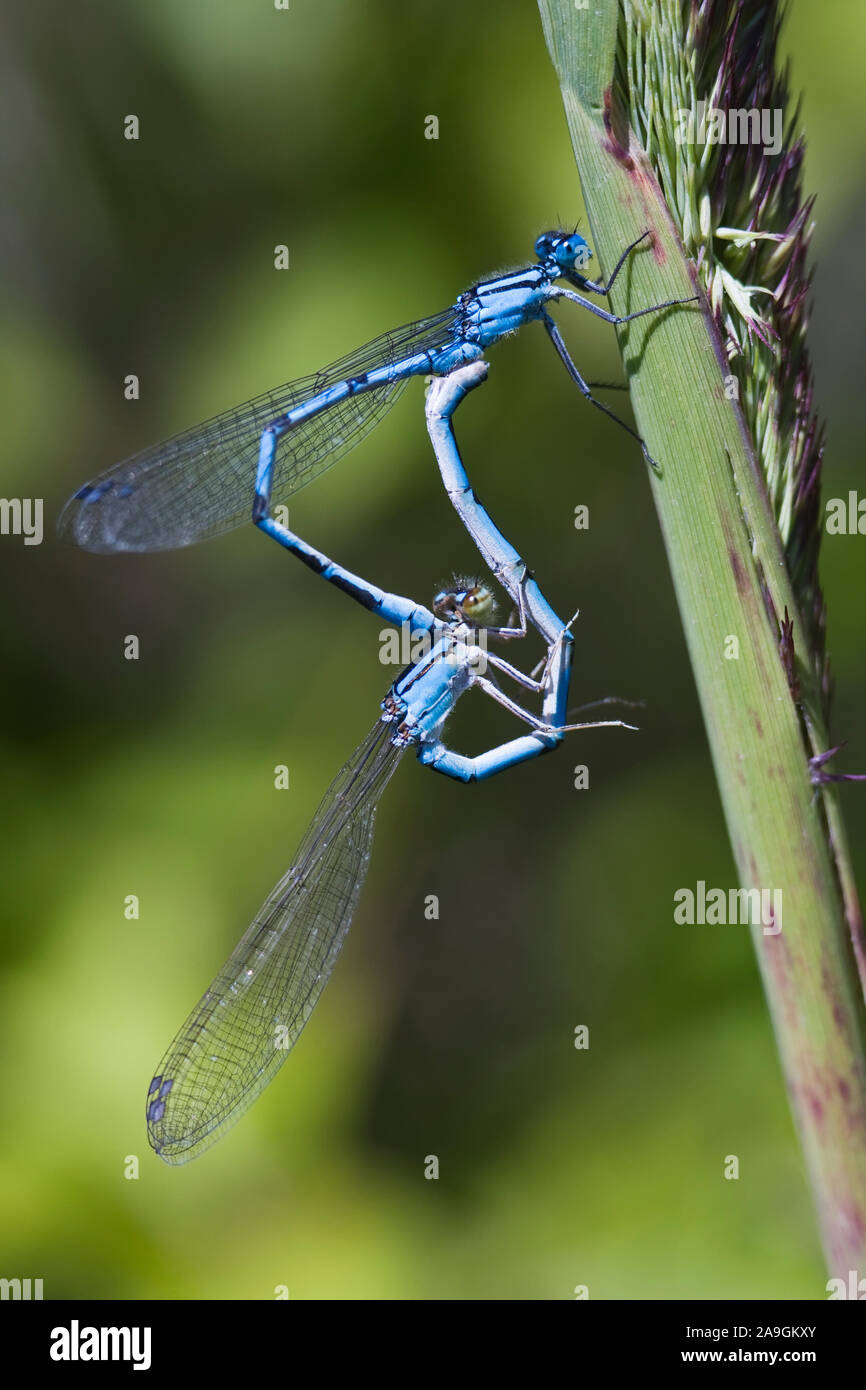 Hufeisenazurjungfer (Coenagrion puella) bei der Paarung Stock Photo